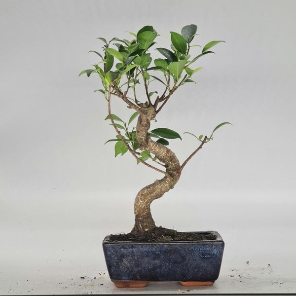 Ficus Microcarpa (Banyan Fig) Indoor Bonsai Tree | Shaped | In 15cm Pot