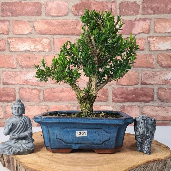 Boxwood (Buxus Harlandii) Bonsai Tree | Shaped | In 20cm Pot - Yorkshire Bonsai