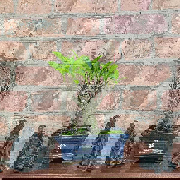 Yorkshire Bonsai Ficus Microcarpa (Banyan Fig) Indoor Bonsai Tree | Broom | In 15cm Pot