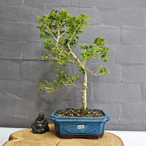 Yorkshire Bonsai Japanese Holly (Ilex Crenata) Bonsai Tree | Shaped | In 20cm Pot