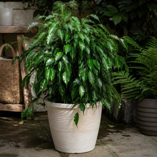 Ficus Danielle Weeping Fig 21cm Pot – Large Indoor Houseplant