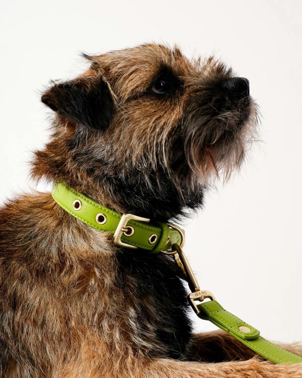 Barc London Wasabi Green Dog Collar