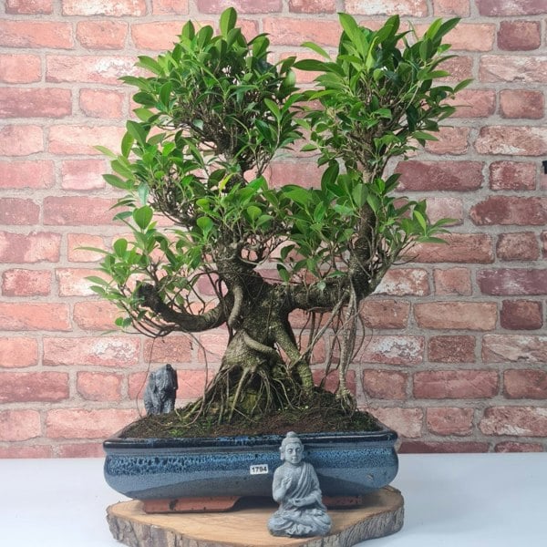 Ficus Microcarpa (Banyan Fig) Large Indoor Bonsai Tree | Shaped | In 35cm Pot - Yorkshire Bonsai