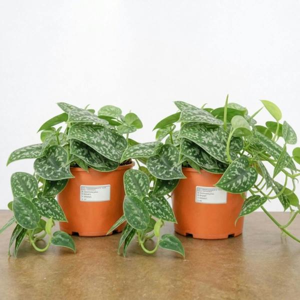 Scindapsus Pictus Trebie Pothos 12cm Pot Plants By Post