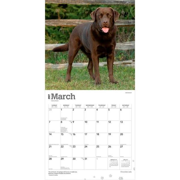 Chocolate Labs Calendar 2027, Wall Calendars, Month To View, Dogs, Gift