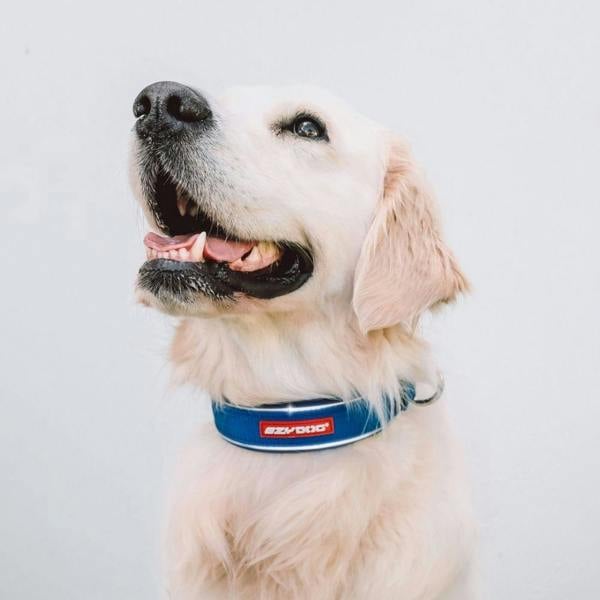 EzyDog Neo Classic Dog Collar in Blue