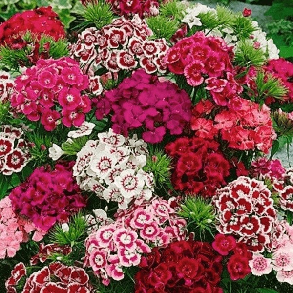 sweet william single mix