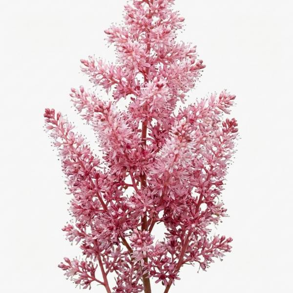 Tiarella Pink Skyrocket - 2L Pot The Rose Press Garden