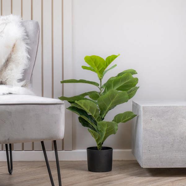Scottish Everlastings 70cm Real Touch Fiddleleaf Fig