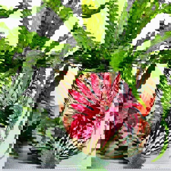 #color_tropical-fuchsia