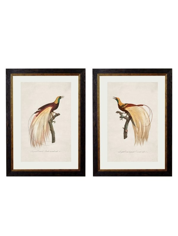 Exceptional Art c.1809 Birds of Paradise
