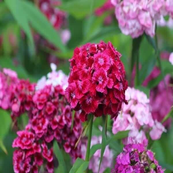 dianthus barbatus seeds uk