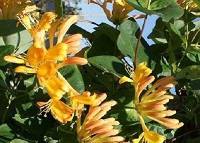 Direct Plants Lonicera Copper Beauty Evergreen Honeysuckle Climbing Plant 3-4ft Tall Supplied in a 3 Litre Pot