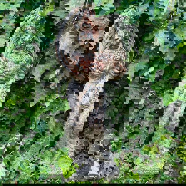 Special Limited Coloured Edition Large Cherub Statue 'Winter'