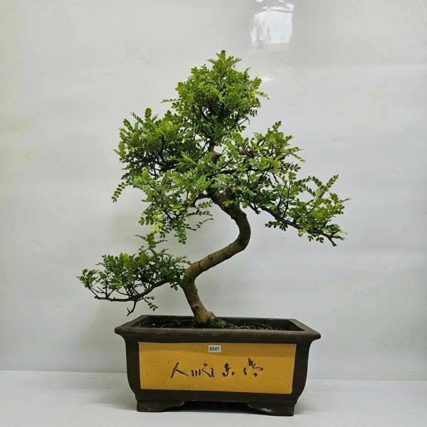 Yorkshire Bonsai Chinese Pepper (Zanthoxylum Pipertum) Bonsai Tree | Shaped | In 35cm Pot | 5361