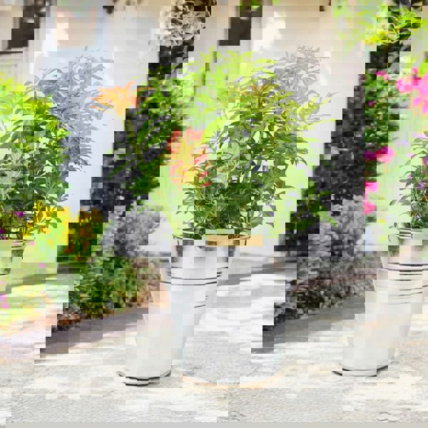 Pieris Forest Flame Unbranded