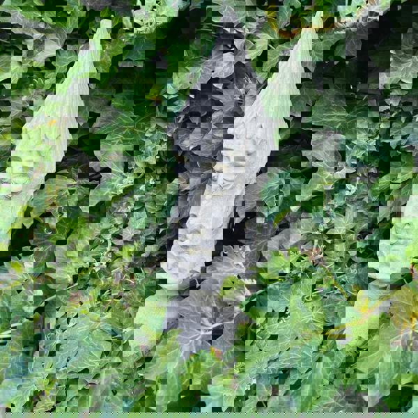 Medium Sized Easter Island Moai Pierced Tiki Head