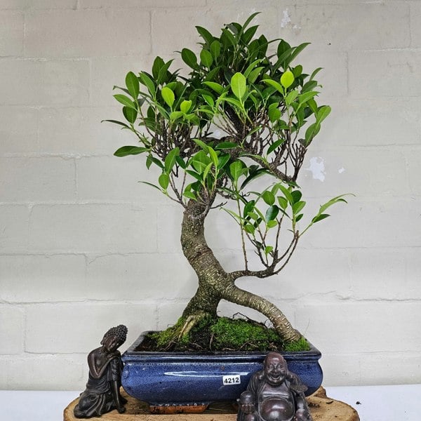 Yorkshire Bonsai Ficus Microcarpa (Banyan Fig) Indoor Bonsai Tree | Shaped | In 25cm Pot