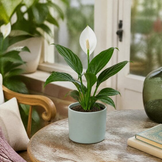 Peace Lily Plant 12cm - Air Purifying Houseplant Elegant Indoor Plant with White Flowers - Matt Grey Ceramic Pot - 1