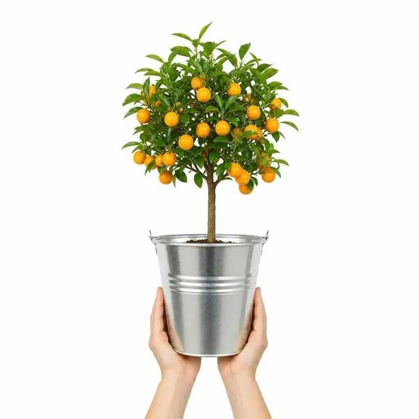 5L Calamondin Tree – Indoor & Outdoor Citrus in Decorative Pot Plants By Post