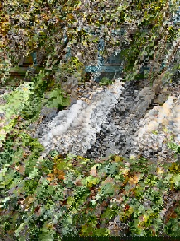 Vintage Cherub Statue Laying on a Grape