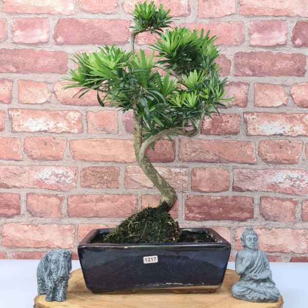 Buddhist Pine (Podocarpus Micro) Bonsai Tree | Shaped | In 25cm Pot