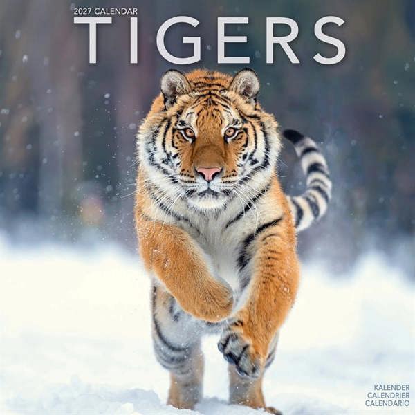 Tigers Calendar 2027, Wall Calendars, Month To View, Animals, Gift