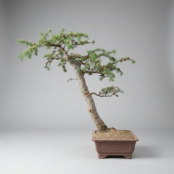 Japanese Larch bonsai tree 5527 detail view