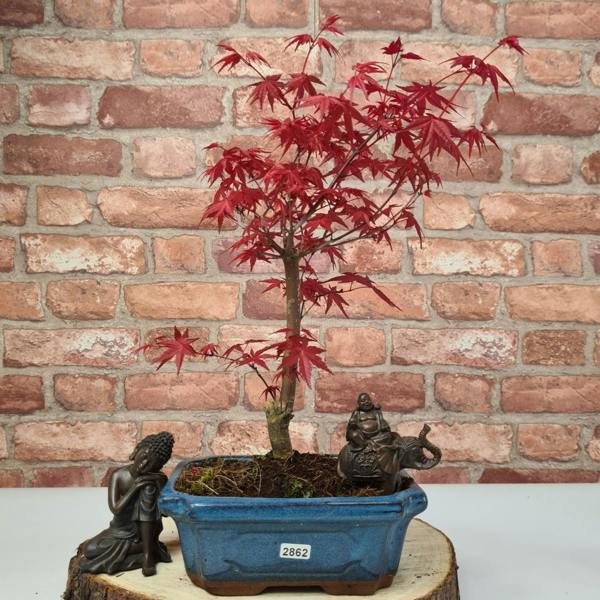 Yorkshire Bonsai Japanese Maple (Acer) Bonsai Tree | Deshojo Informal Upright | In 20cm Pot