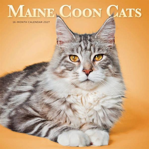 Maine Coon Cats Calendar 2027, Wall Calendars, Month To View, Cats, Gift