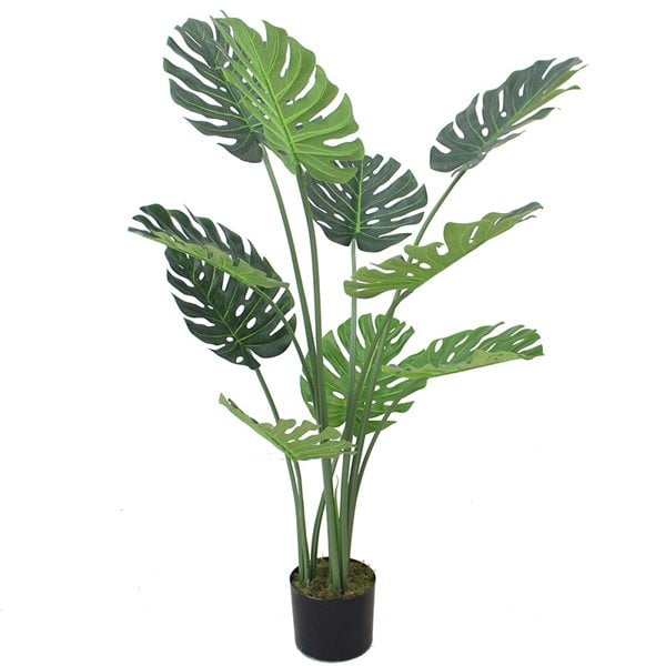 Leaf 120cm (4ft) Luxury Monstera Plant Black Pot