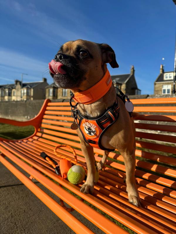 DRYBONES Dog/Pet Accessories Bundle