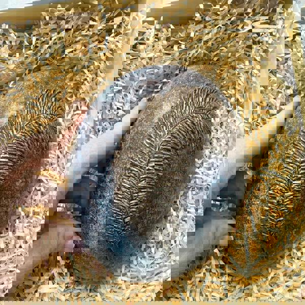 CHOC ON CHOC Chocolate Ostrich Egg