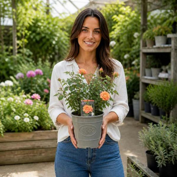 3L Happy Birthday Peach Rose Bush - Beautiful Flowering Plant Gift - Premium Plastic Olive Grey