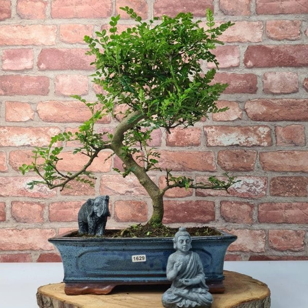 Chinese Pepper (Zanthoxylum Pipertum) Bonsai Tree | Shaped | In 30cm Pot - Yorkshire Bonsai