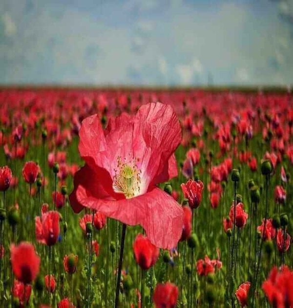 red poppy seeds