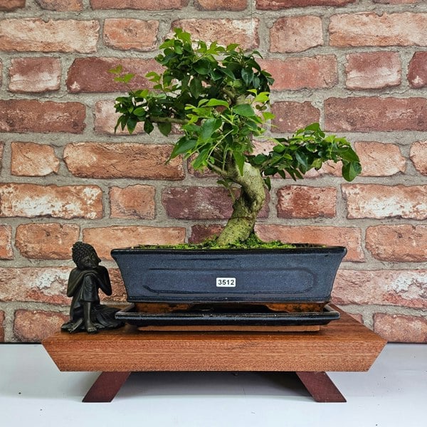 Yorkshire Bonsai Chinese Privet (Ligustrum Sinense) Bonsai Tree | Shaped | In 25cm Pot