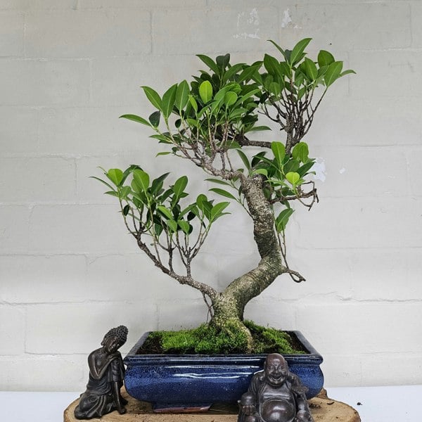 Yorkshire Bonsai Ficus Microcarpa (Banyan Fig) Indoor Bonsai Tree | Shaped | In 25cm Pot