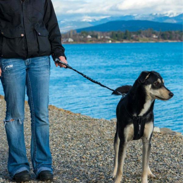 EzyDog Cujo Dog Lead in Red