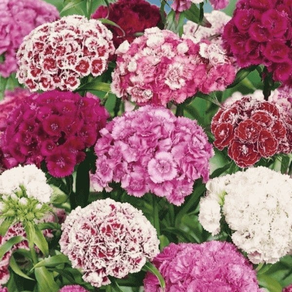 sweet william double mix