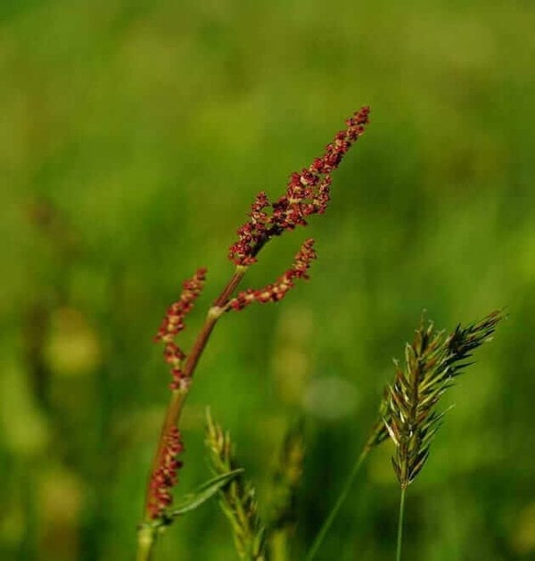 rumex acetosella seeds