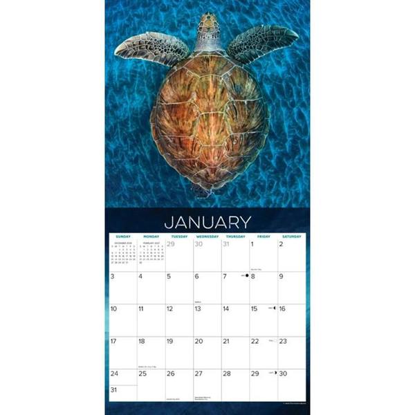 Sea Turtles Calendar 2027, Wall Calendars, Month To View, Animals, Gift