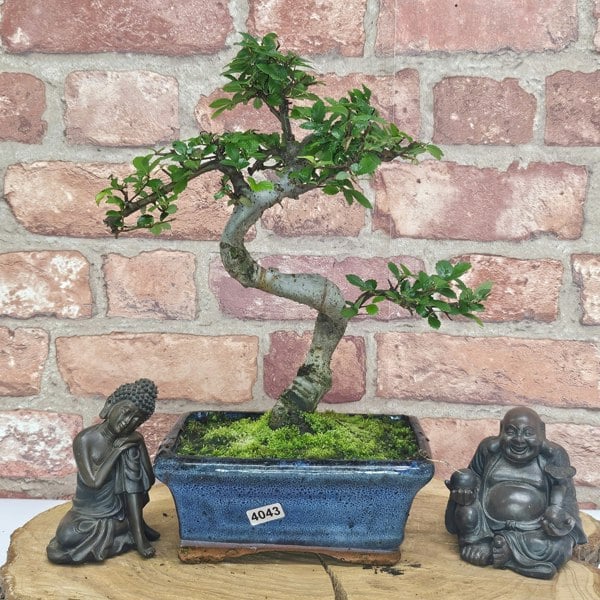 Yorkshire Bonsai Chinese Elm (Ulmus Parvifolia) Bonsai Tree | Shaped | In 15cm Pot