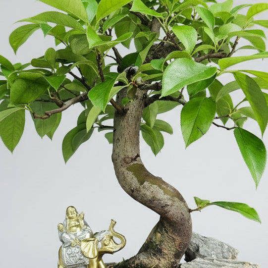 Yorkshire Bonsai Chinese Quince (Pseudocydonia Sinensis) Bonsai Tree | Informal Upright | In 26cm Pot
