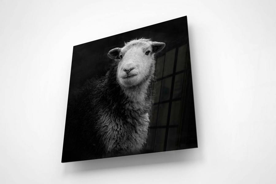 black and white sheep artwork printed on acrylic