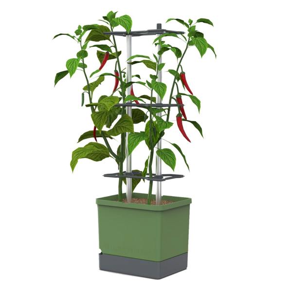 CHARLY CHILI Chili pot with water tank & climbing system - Dark Green