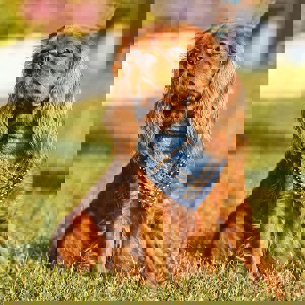 Heritage Traditions Heritage  Hounds Tartan Dog Bandana