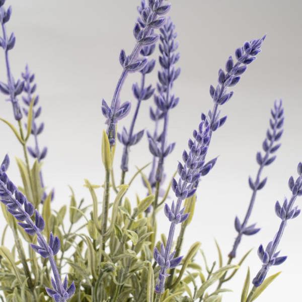 Scottish Everlastings 33cm Lavender in Wavy Cement Pot