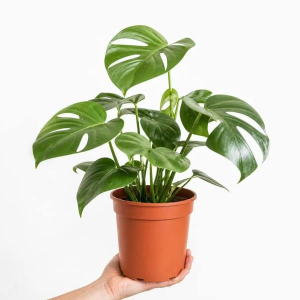 Monstera Deliciosa Cheese Plant 19cm Pot – Easy Care Large Indoor Houseplant - Nursery Pot