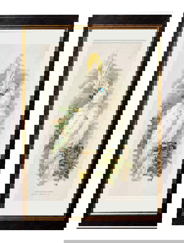 Exceptional Art c.1875 Cockatoos